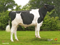 IMPARTIO - Prim'Holstein